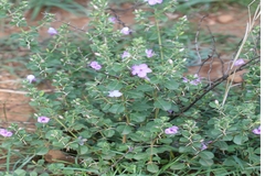 Barleria mysorensis
